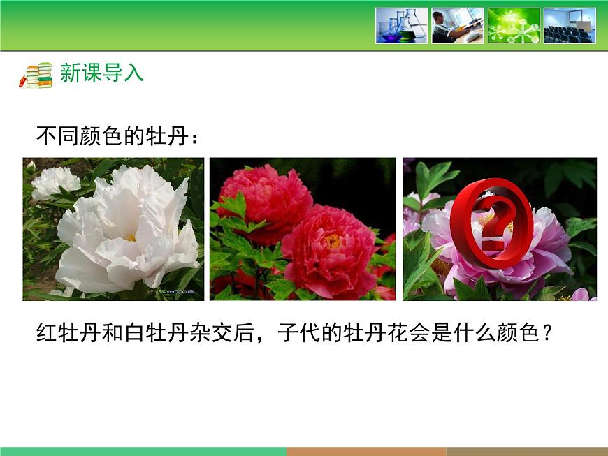 人教版 (新课标)高中生物 必修2 1-1《孟德尔的豌豆杂交实验(一)》第1课时教学课件第3页