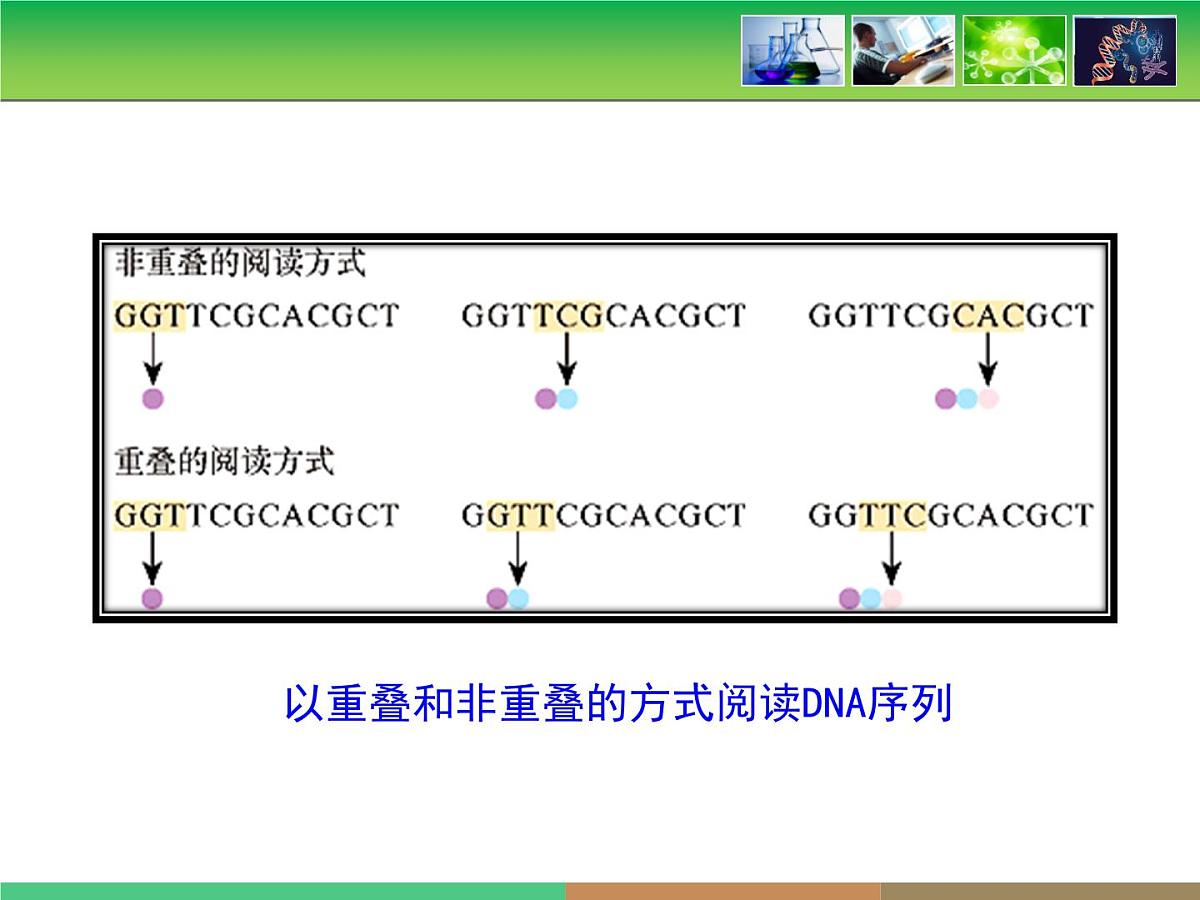 人教版 (新课标)高中生物必修2 4-3《遗传密码的破译》课件第8页