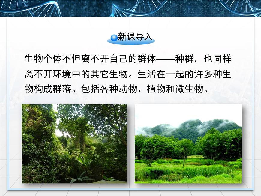 人教版 (新課標)高中生物必修3 4-3《群落的結(jié)構(gòu)》精品課件第4頁