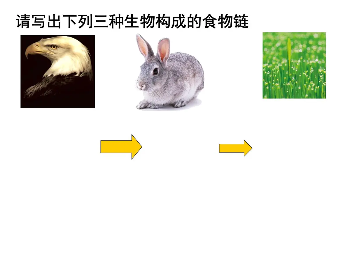 人教版 (新课标)高中生物必修3 5-2《生态系统的能量流动》(第1课时)课件第3页