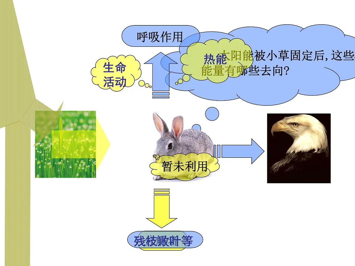 人教版 (新课标)高中生物必修3 5-2《生态系统的能量流动》(第1课时)课件第5页