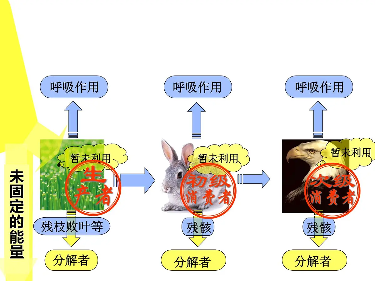 人教版 (新课标)高中生物必修3 5-2《生态系统的能量流动》(第1课时)课件第7页