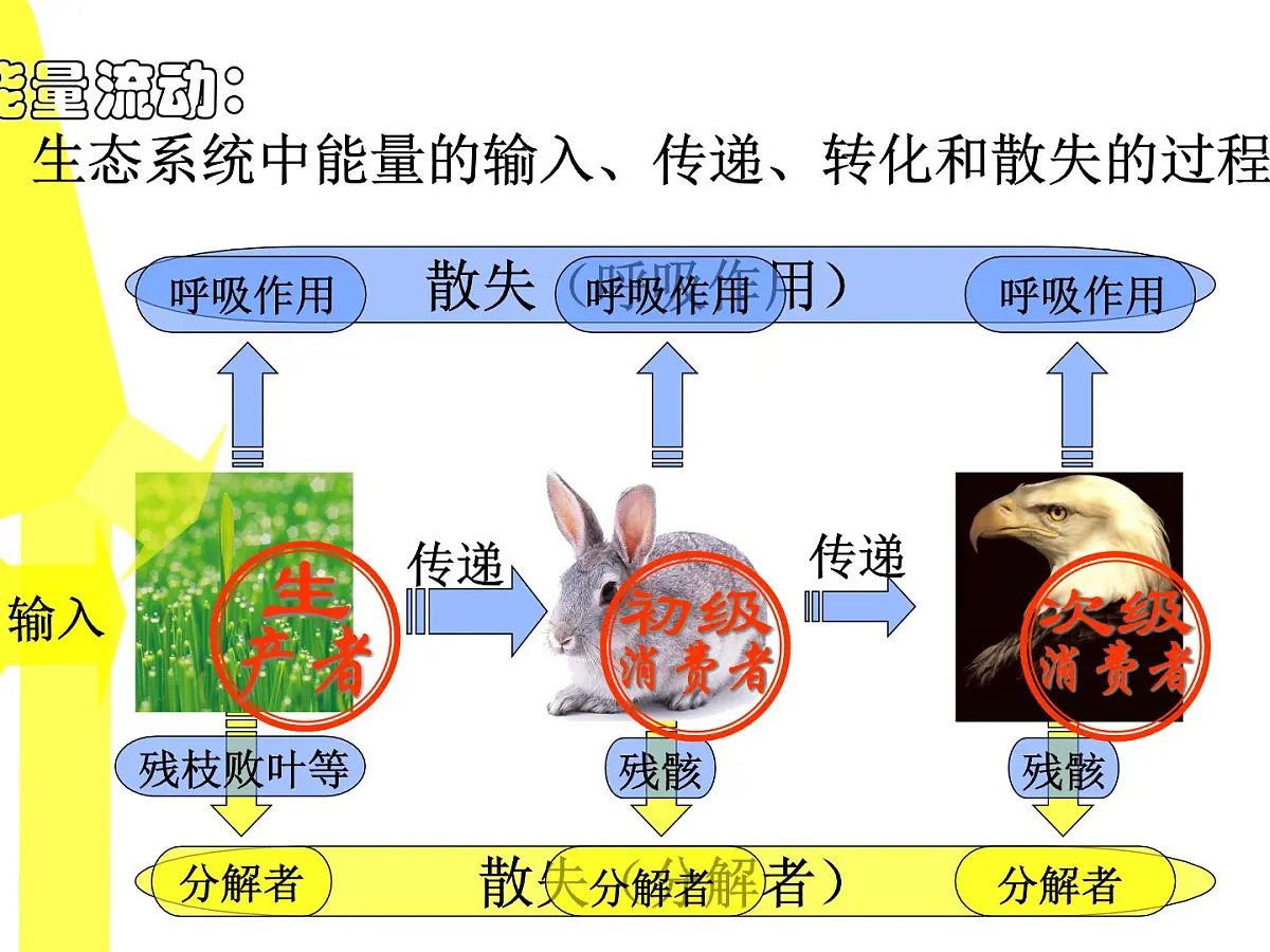 人教版 (新课标)高中生物必修3 5-2《生态系统的能量流动》(第1课时)课件第8页