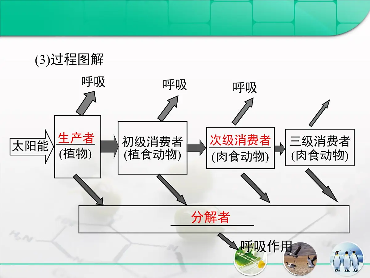 人教版 (新课标)高中生物必修3 5-2《生态系统的能量流动》课件第6页
