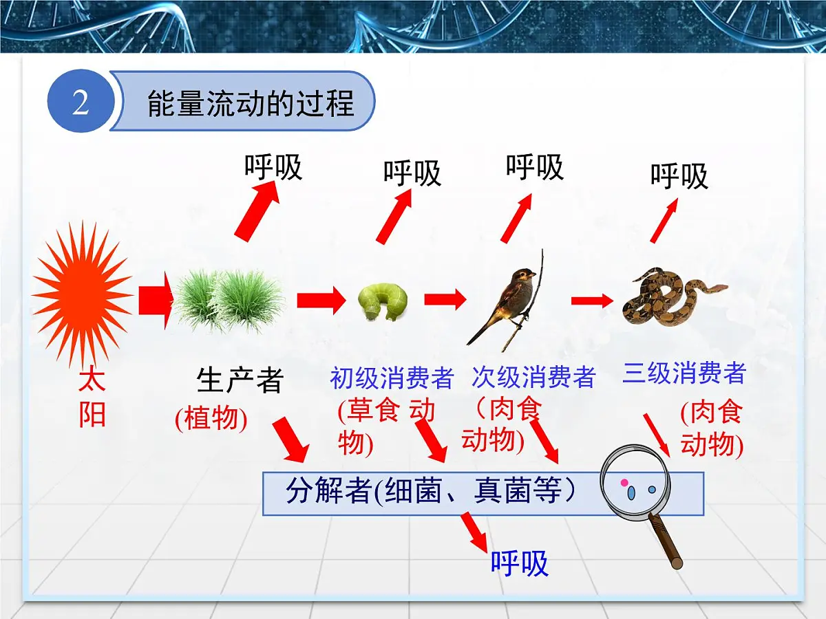 人教版 (新课标)高中生物必修3 5-2《生态系统的能量流动》课件第6页