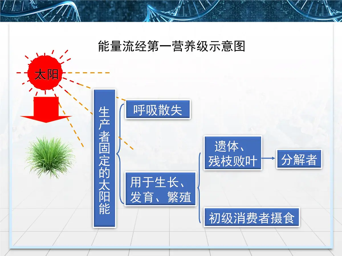 人教版 (新课标)高中生物必修3 5-2《生态系统的能量流动》课件第7页