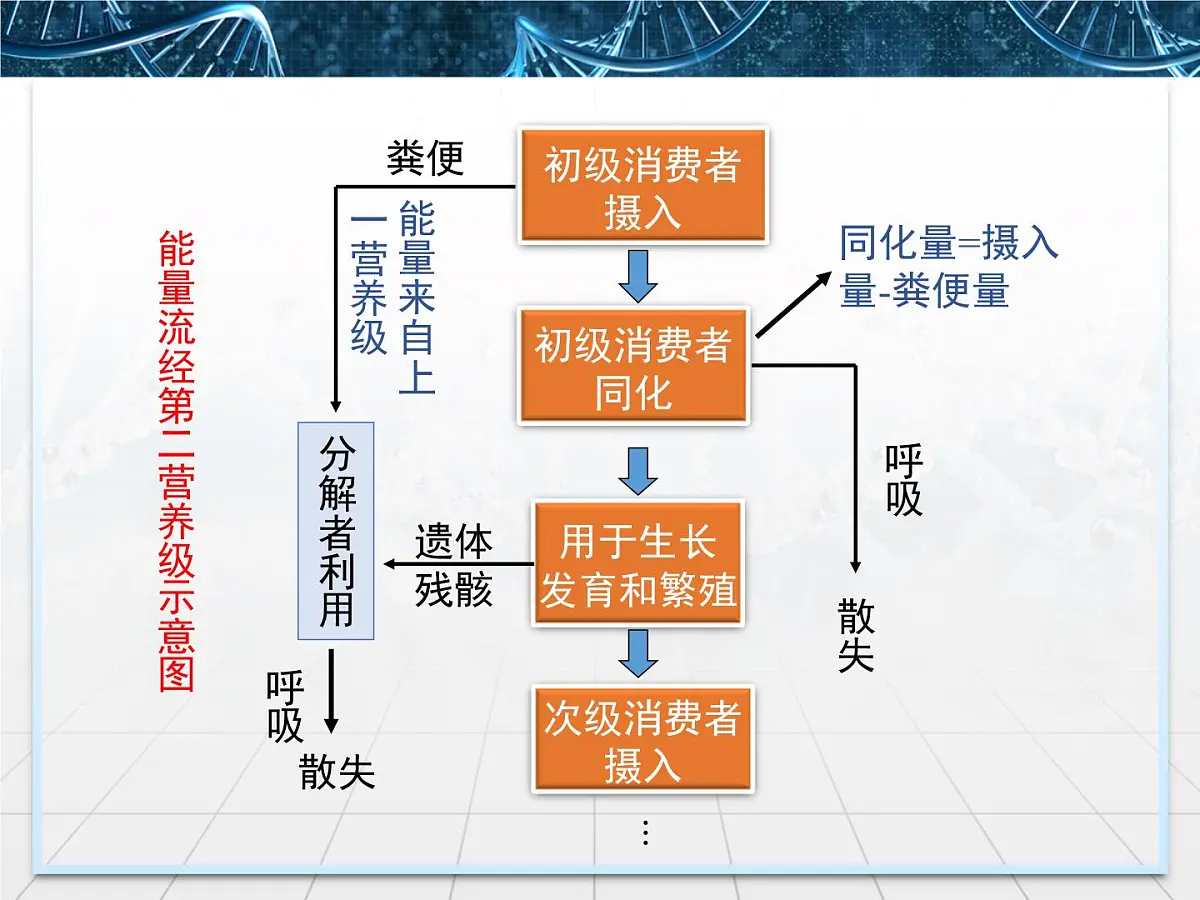人教版 (新课标)高中生物必修3 5-2《生态系统的能量流动》课件第8页