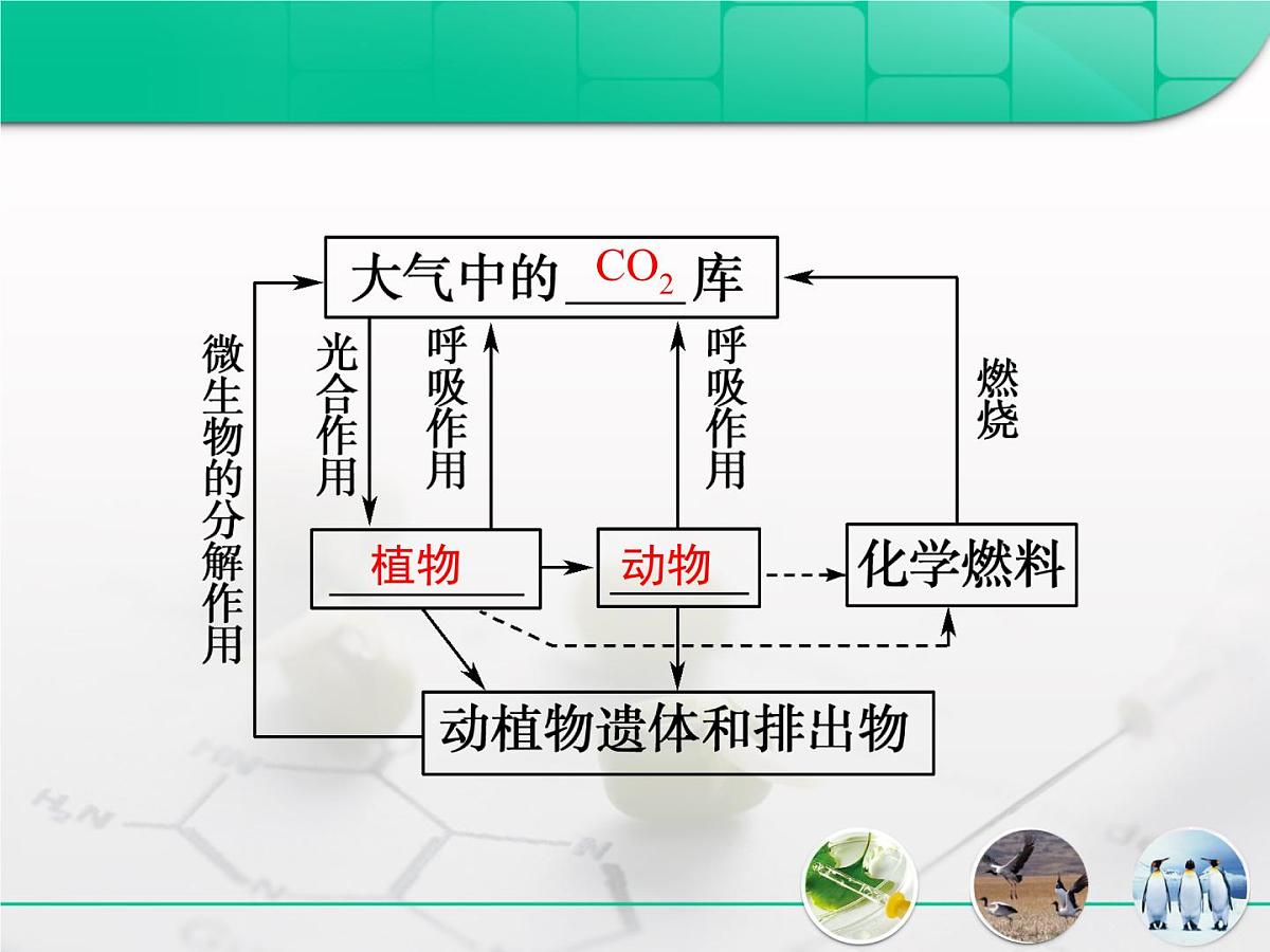 人教版 (新课标)高中生物必修3 5-3《生态系统的物质循环》复习课件第4页