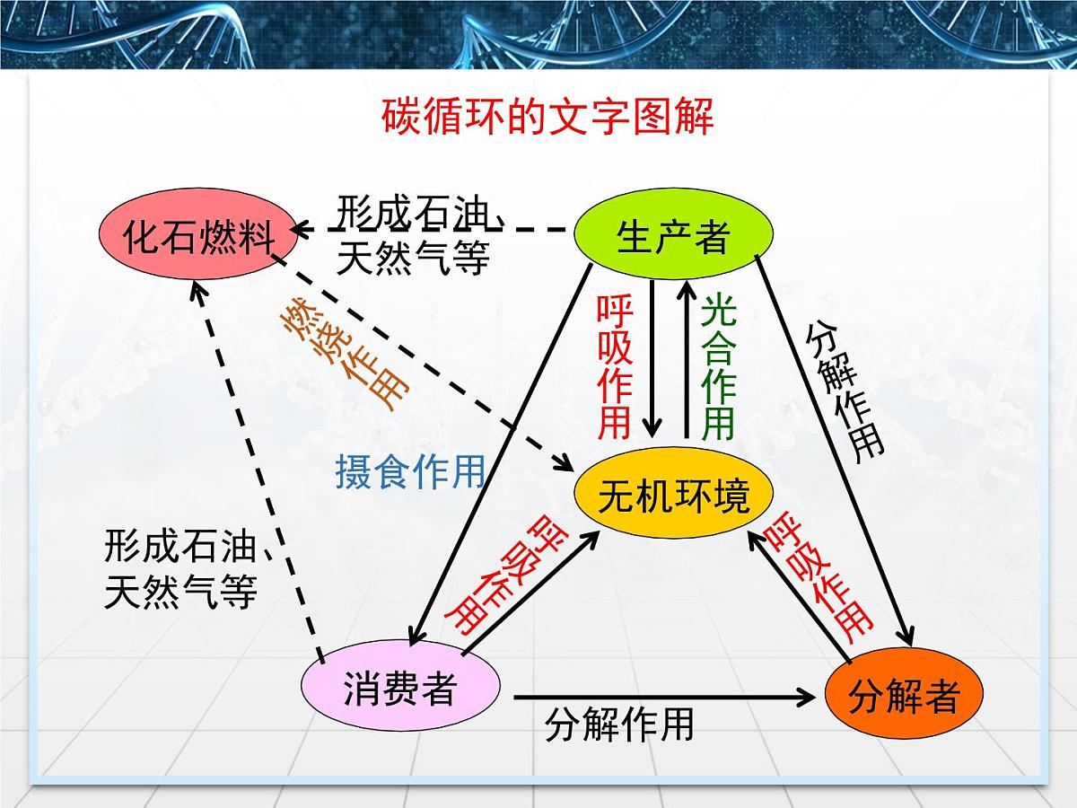 人教版 (新课标)高中生物必修3 5-3《生态系统的物质循环》课件第6页
