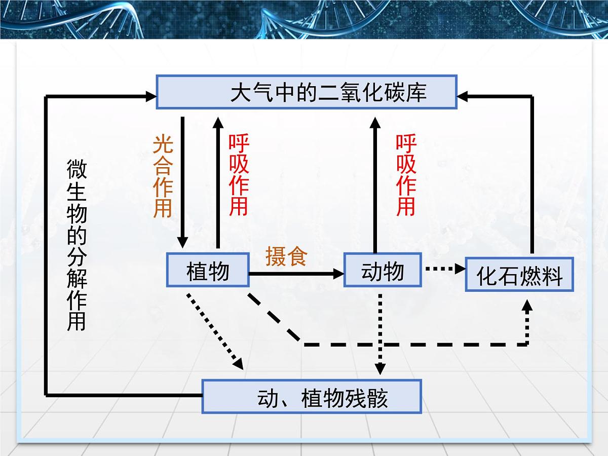 人教版 (新课标)高中生物必修3 5-3《生态系统的物质循环》课件第7页