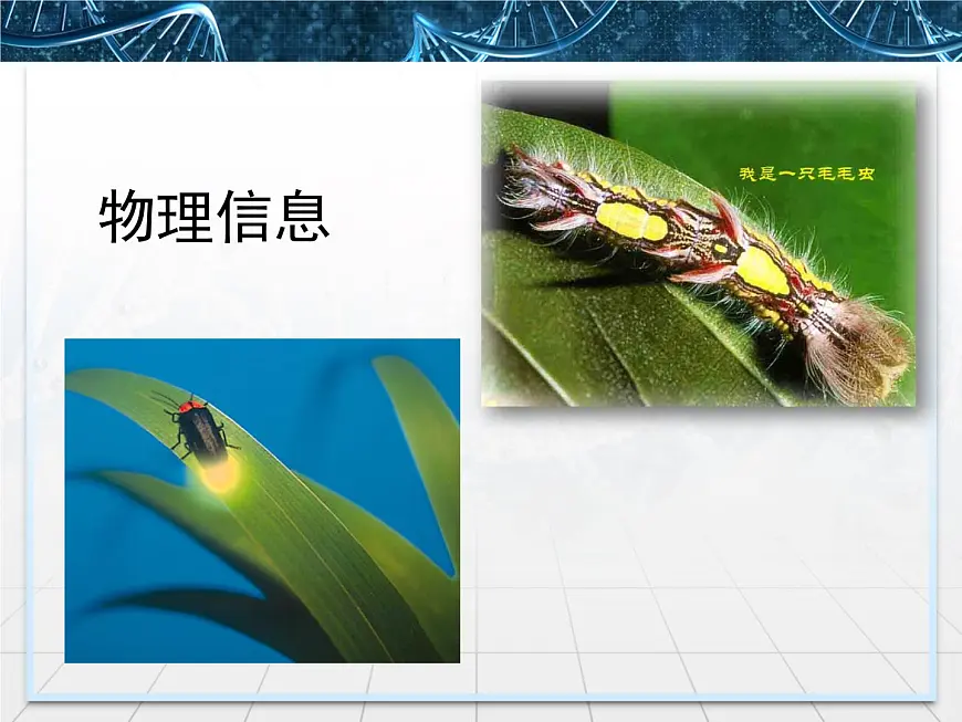 人教版 (新课标)高中生物必修3 5-4《生态系统的信息传递》课件第6页