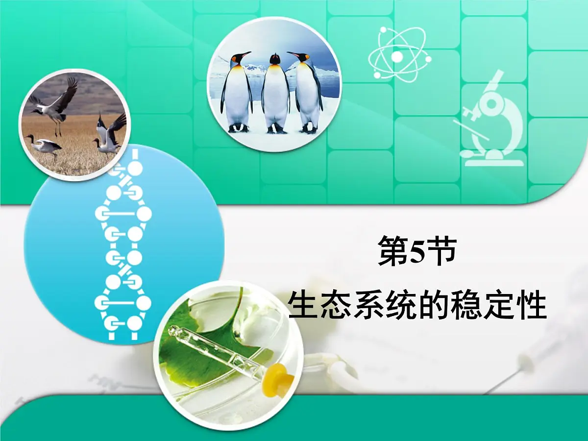 人教版 (新课标)高中生物必修3 5-5《生态系统的稳定性》课件第1页