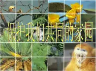 人教版 (新課標(biāo))高中生物必修3 6-2《保護(hù)我們共同的家園》課件