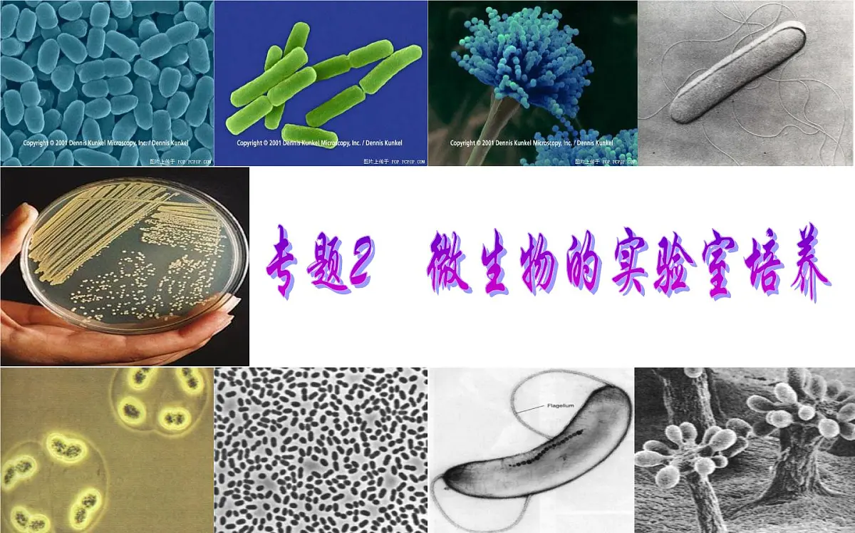 人教版 (新课标)高中生物选修1 2-1《微生物的实验室培养(复习课)》课件第1页