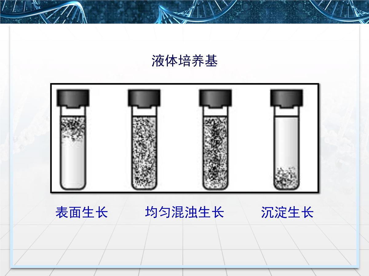 人教版 (新课标)高中生物选修1 2-1《微生物的实验室培养》课件第7页