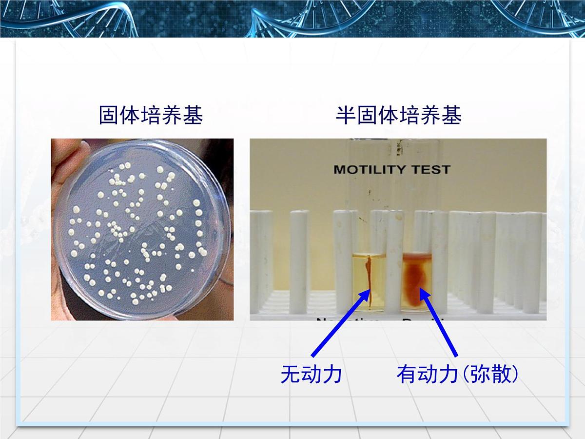 人教版 (新课标)高中生物选修1 2-1《微生物的实验室培养》课件第8页