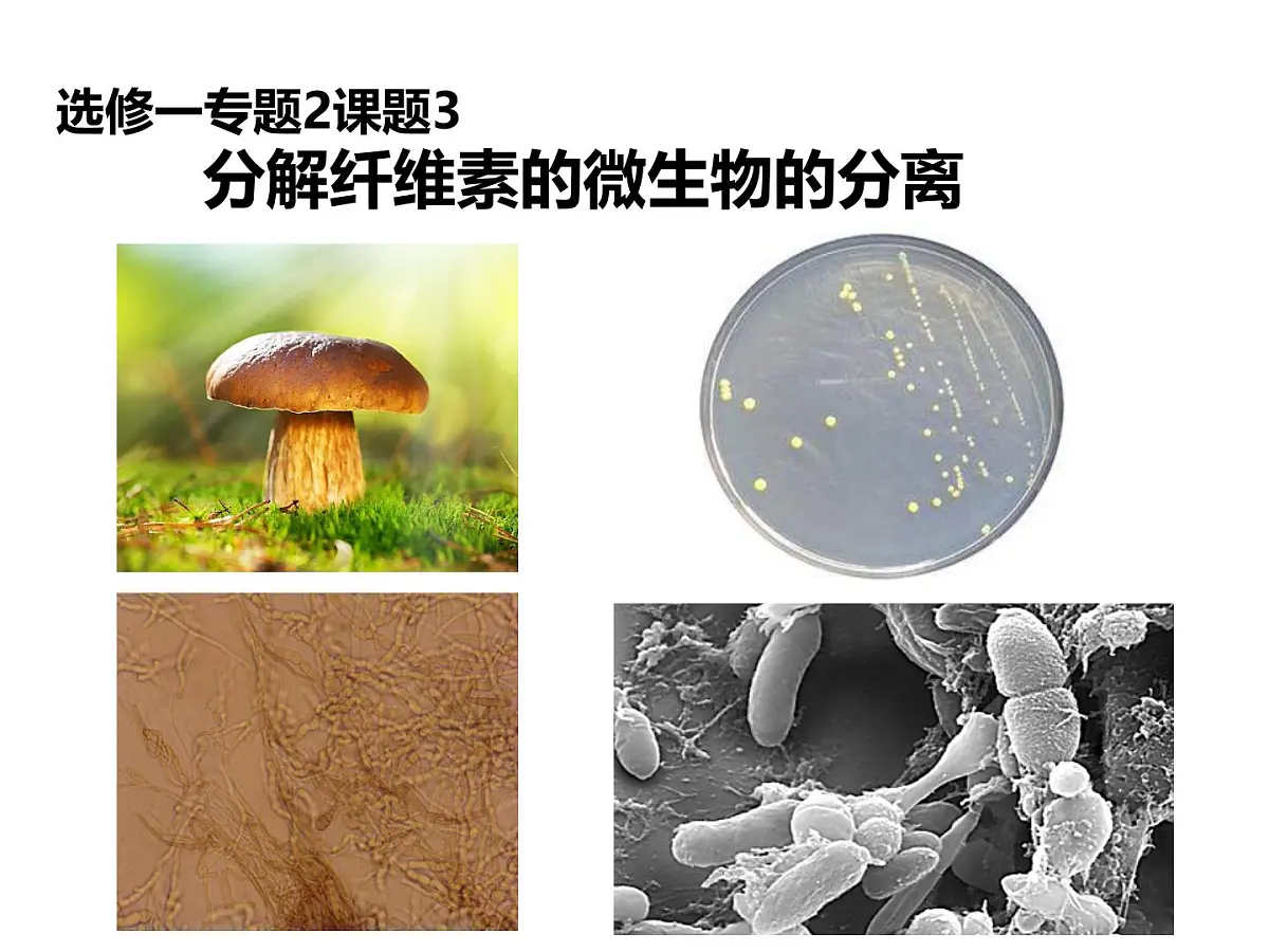 人教版 (新课标)高中生物选修1 2-3《分解纤维素的微生物的分离》课件第1页
