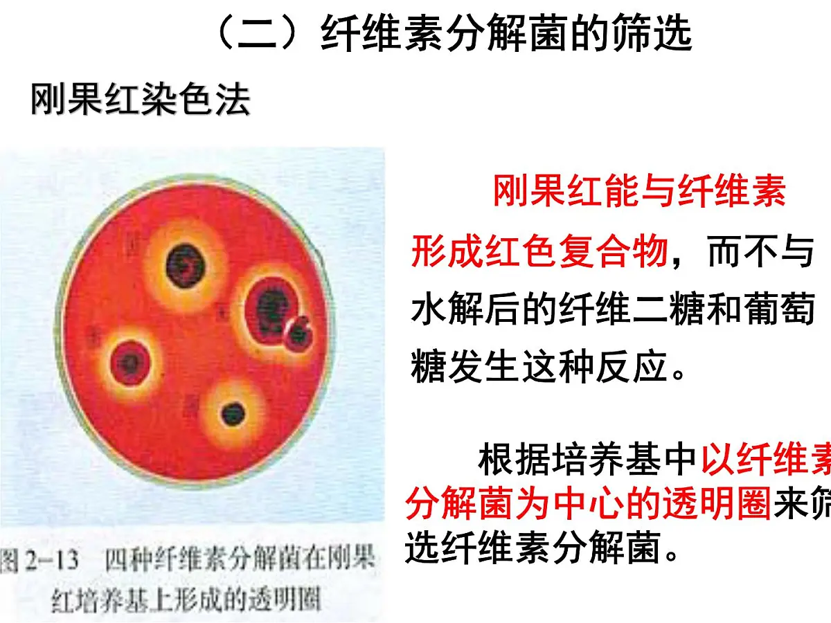 人教版 (新课标)高中生物选修1 2-3《分解纤维素的微生物的分离》课件第5页