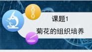 高中生物人教版 (新课标)选修1《生物技术实践》菊花的组织培养课前预习ppt课件