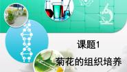 高中生物人教版 (新课标)选修1《生物技术实践》菊花的组织培养复习ppt课件