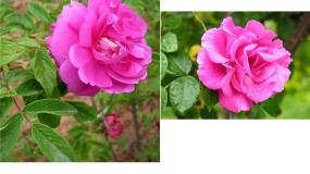 人教版 (新课标)选修1《生物技术实践》月季的花药培养备课ppt课件