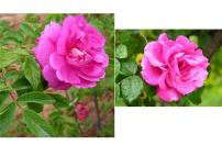 人教版 (新课标)选修1《生物技术实践》月季的花药培养备课ppt课件