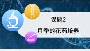 高中生物月季的花药培养教学课件ppt