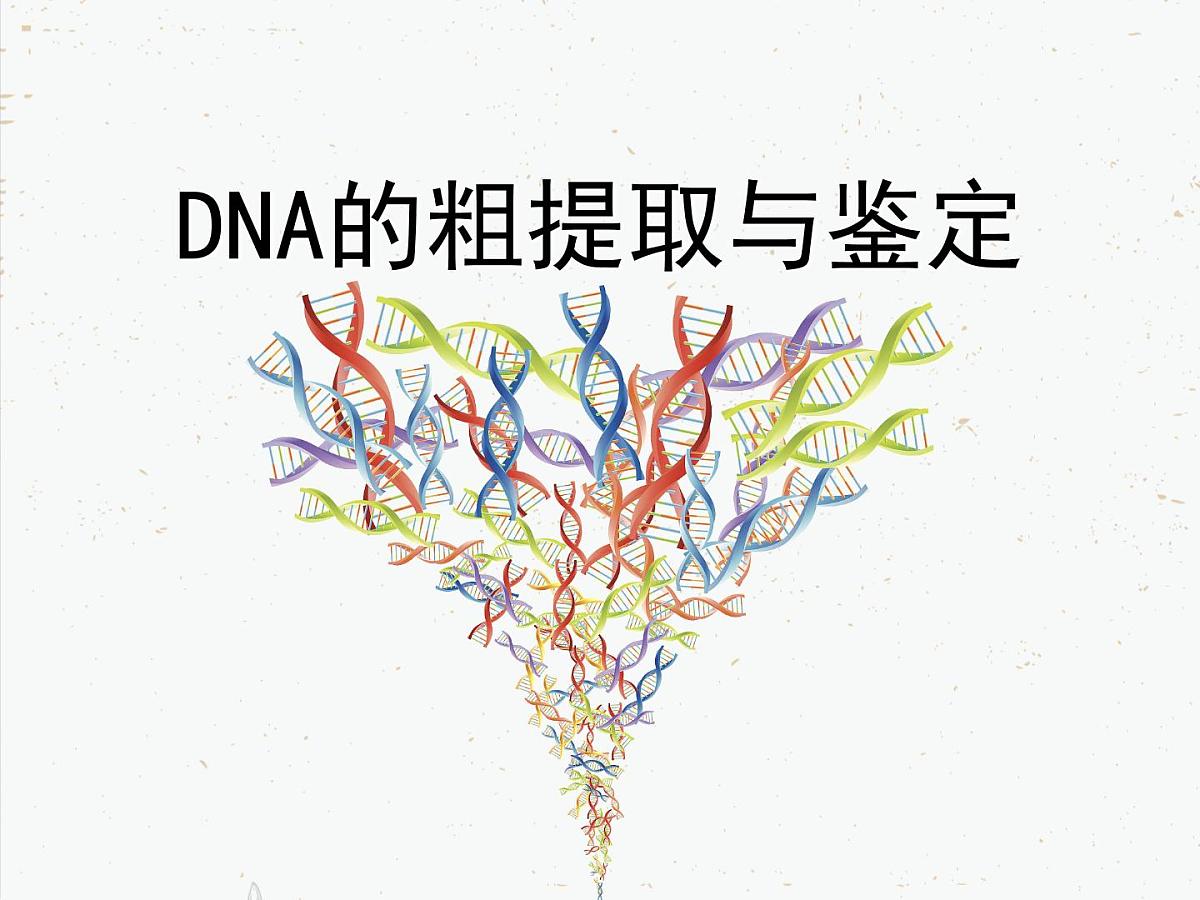 人教版 (新课标)高中生物选修1 5-1《DNA的粗提取与鉴定》课件第2页