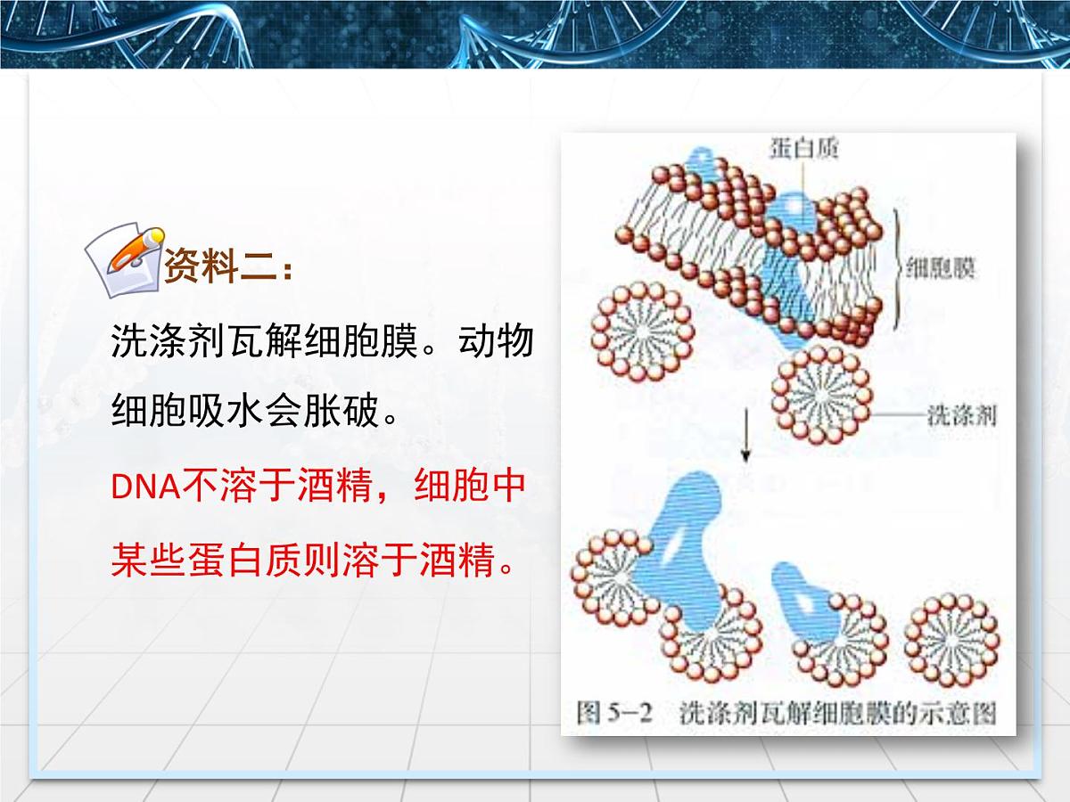 人教版 (新课标)高中生物选修1 5-1《DNA的粗提取与鉴定》课件第7页