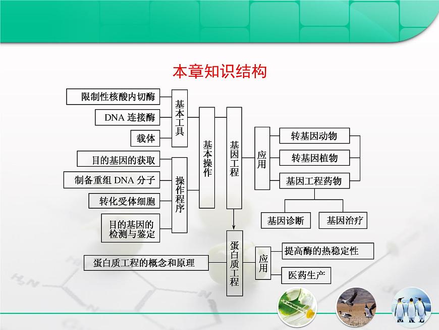 人教版 (新課標)高中生物選修3 專題1《基因工程》專題復習課件第2頁