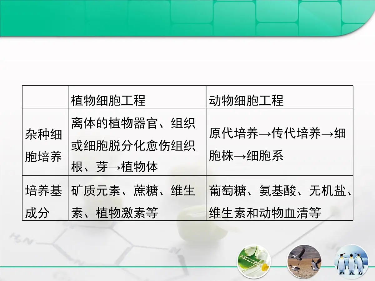 人教版 (新课标)高中生物选修3 专题2《细胞工程》专题复习课件第4页