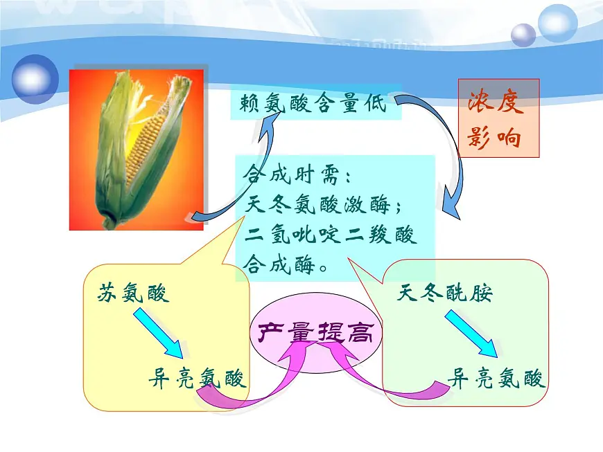 人教版 (新课标)高中生物选修3 1-1.4《蛋白质工程的崛起》课件第7页
