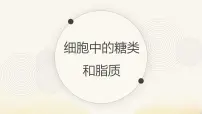高中细胞中的糖类和脂质课前预习ppt课件