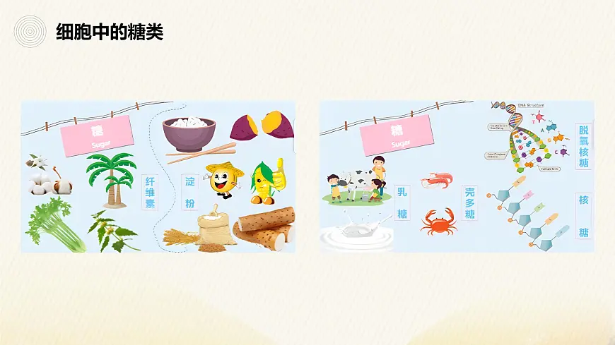 人教版高中生物必修1 2-3《细胞中的糖类和脂质》课件第7页