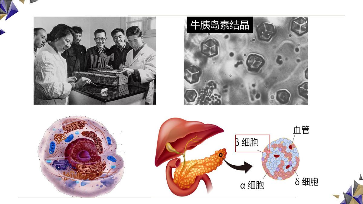 人教版高中生物必修1 3-1《 细胞膜的结构和功能》课件第1页