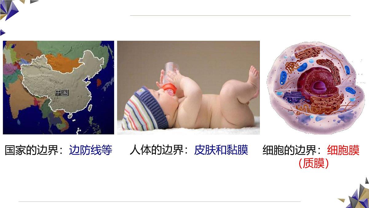 人教版高中生物必修1 3-1《 细胞膜的结构和功能》课件第5页