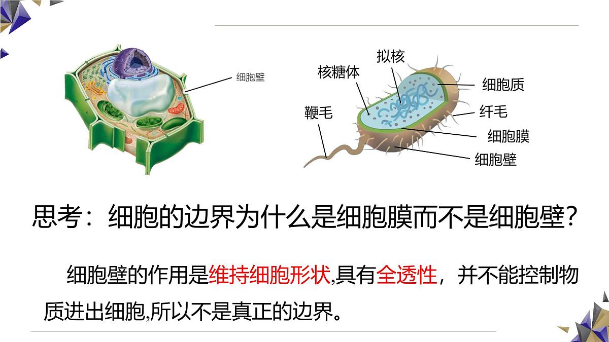 人教版高中生物必修1 3-1《 细胞膜的结构和功能》课件第6页