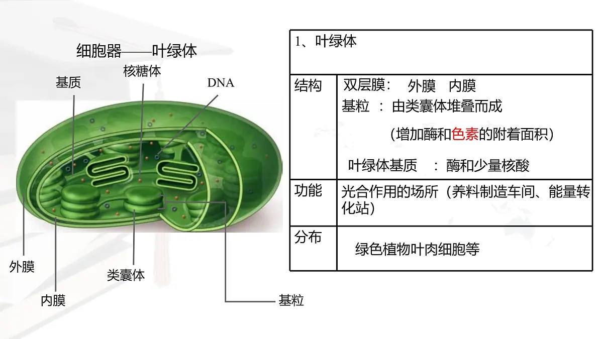人教版高中生物必修1 3-2《细胞器之间的分工合作 》课时2 课件第3页