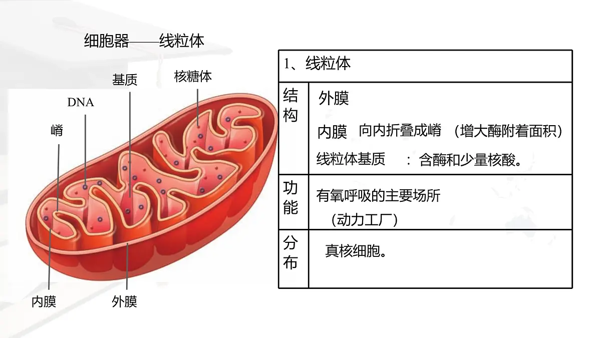 人教版高中生物必修1 3-2《细胞器之间的分工合作 》课时2 课件第4页