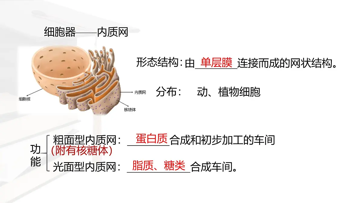 人教版高中生物必修1 3-2《细胞器之间的分工合作 》课时2 课件第5页