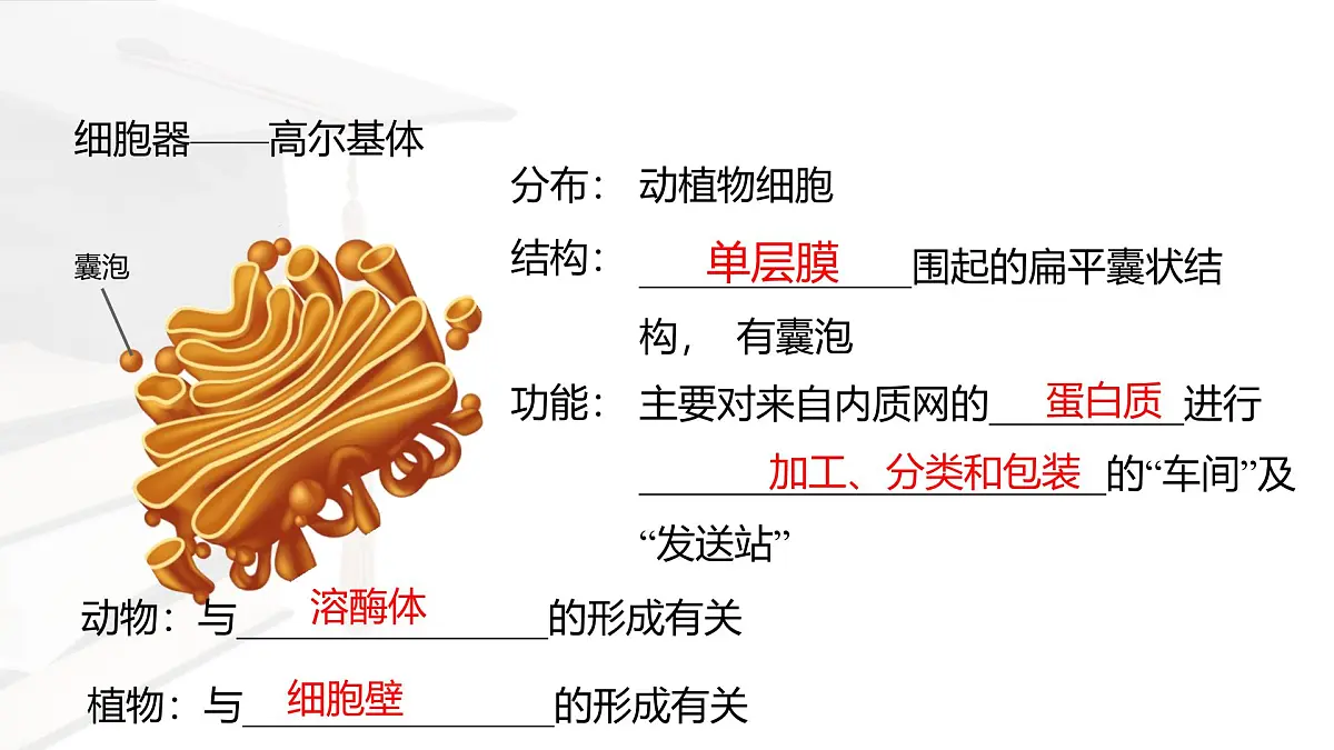 人教版高中生物必修1 3-2《细胞器之间的分工合作 》课时2 课件第6页