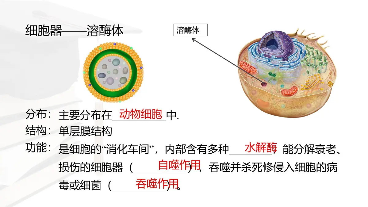 人教版高中生物必修1 3-2《细胞器之间的分工合作 》课时2 课件第7页