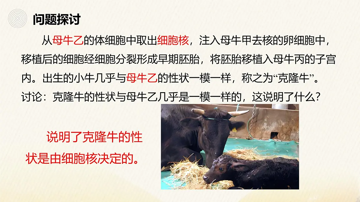 人教版高中生物必修1 3-3《细胞核的结构和功能》课件第3页