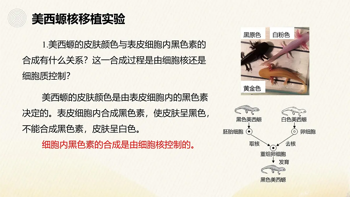 人教版高中生物必修1 3-3《细胞核的结构和功能》课件第5页