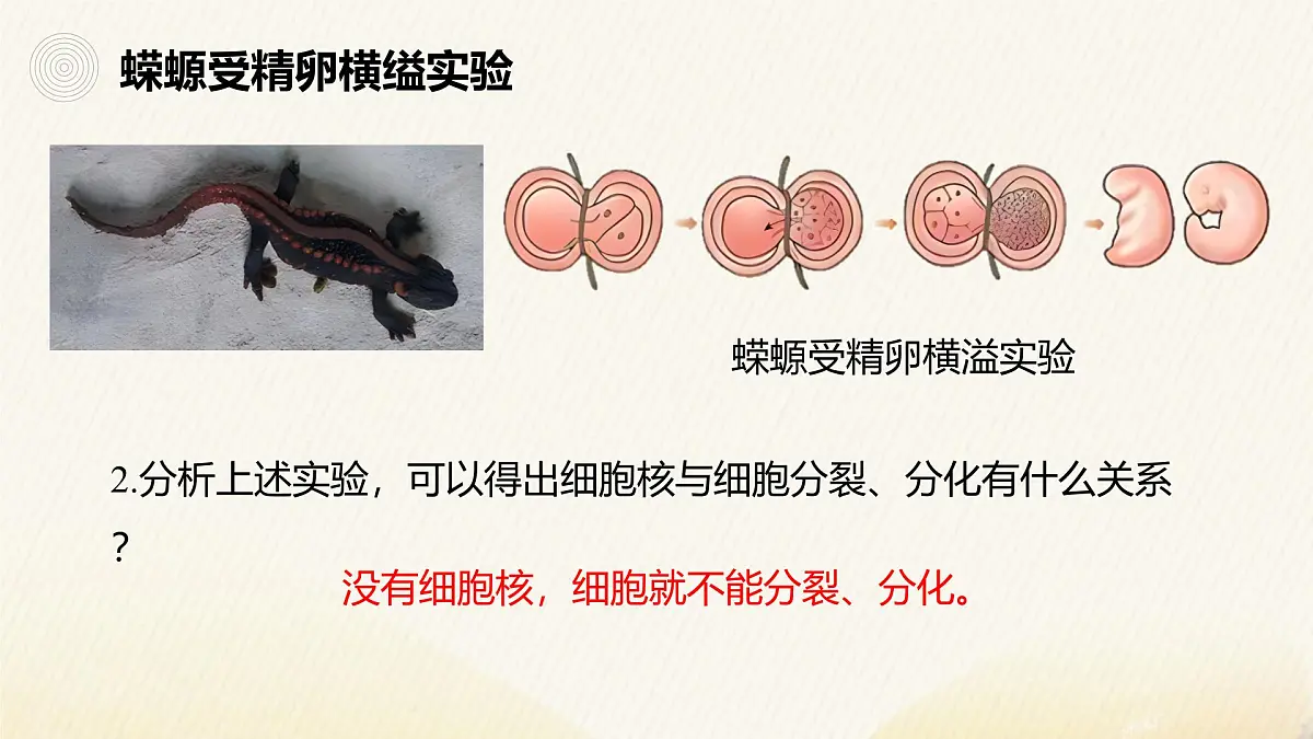 人教版高中生物必修1 3-3《细胞核的结构和功能》课件第6页