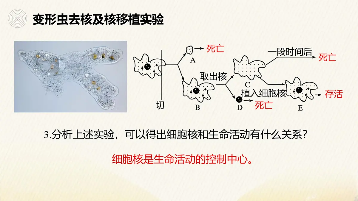 人教版高中生物必修1 3-3《细胞核的结构和功能》课件第7页
