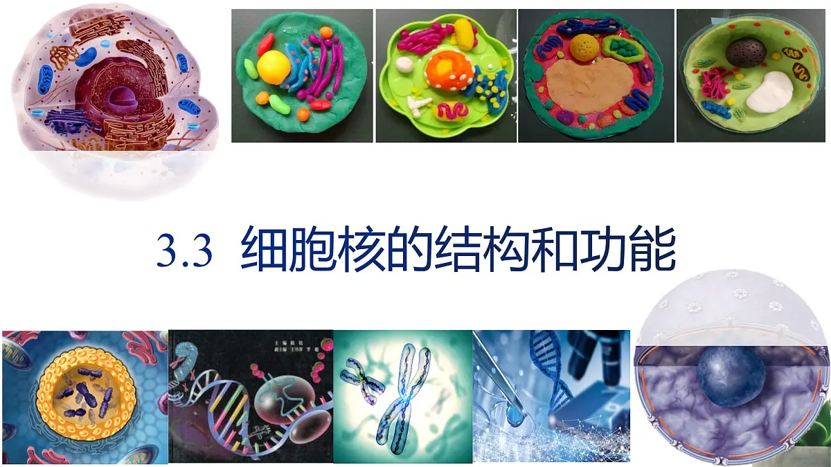 人教版高中生物必修1 3-3《细胞核的结构和功能》课件第1页