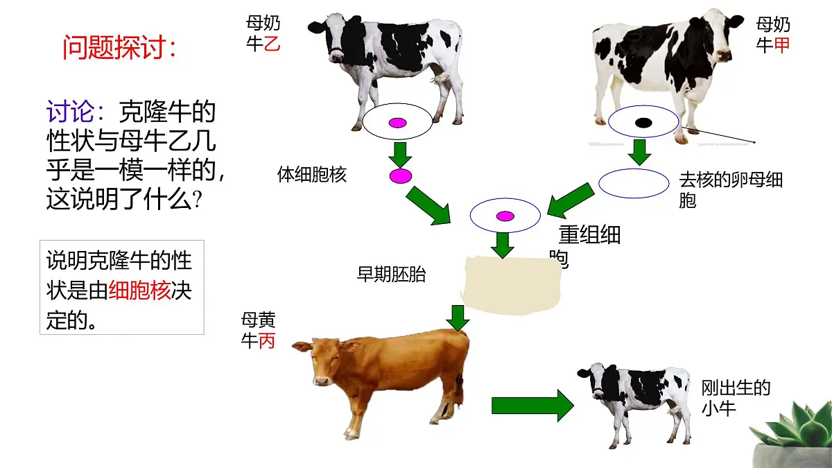 人教版高中生物必修1 3-3《细胞核的结构和功能》课件第2页