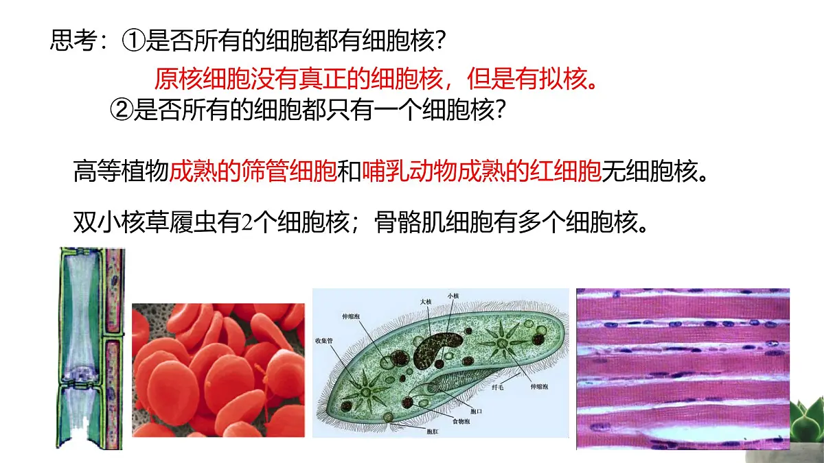 人教版高中生物必修1 3-3《细胞核的结构和功能》课件第3页