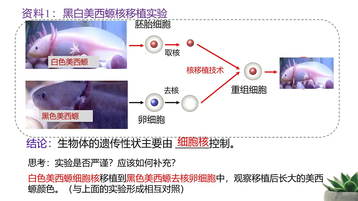 人教版高中生物必修1 3-3《细胞核的结构和功能》课件第4页